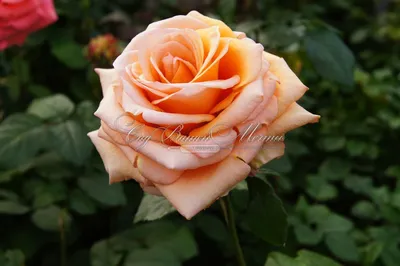 Привлекательная картинка розы априкола в разных форматах