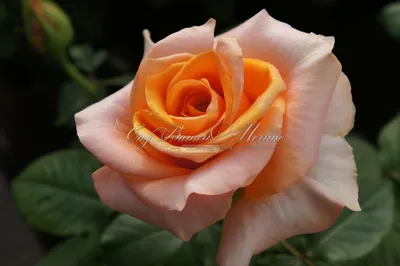 Фотография чудесной розы априкола для вашего проекта