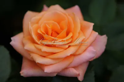 Удивительное изображение розы априкола в разных размерах