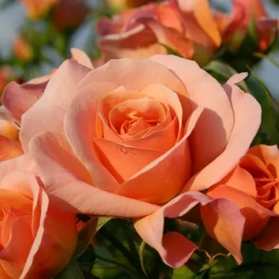Изображение розы априкола, которая олицетворяет красоту