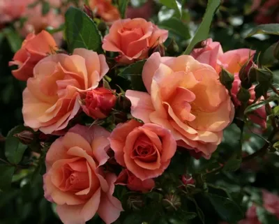 Роза априкола в разных форматах для загрузки