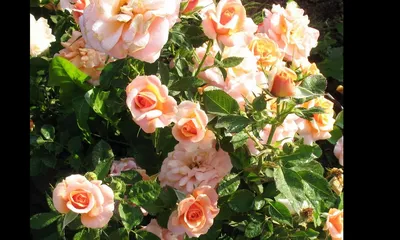 Фотографическое изображение розы априкола в разнообразных вариантах