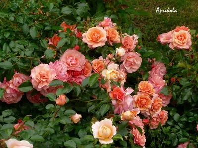 Фантастическая фотография розы априкола для оформления сайта