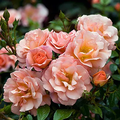 Роза априкола, фотография которой можно сохранить