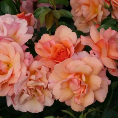 Уникальная картина розы априкола в png формате