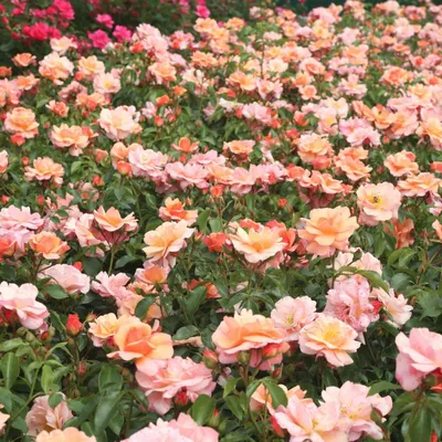 Фотография розы априкола в png формате