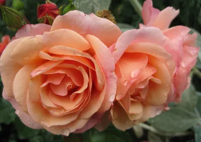 Изображение розы априкола с возможностью скачать в webp