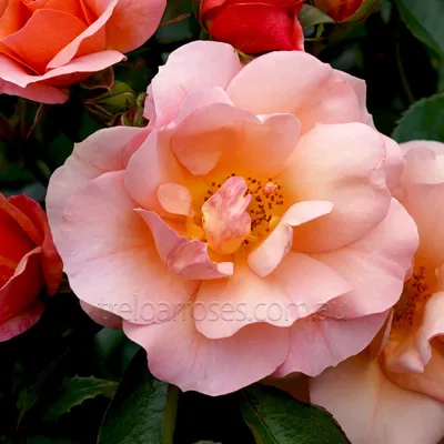 Фотография розы априкола в высоком разрешении для печати