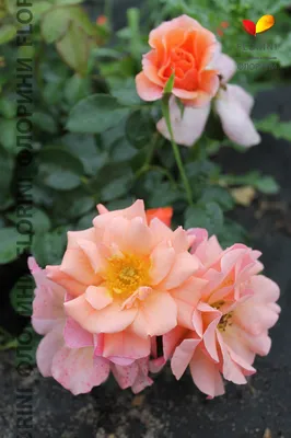 Впечатляющая фотография розы априкола в формате jpg