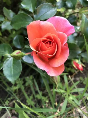 Фото розы априкола в стиле блек-анд-вайт