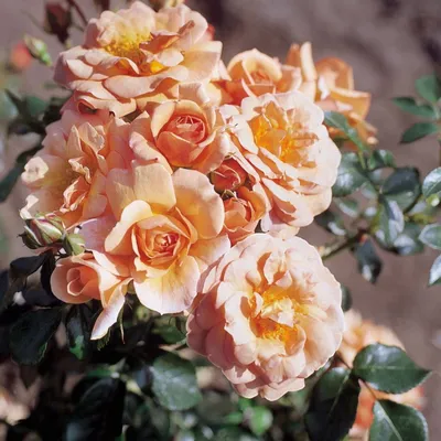Фотография розы априкола для фонового изображения