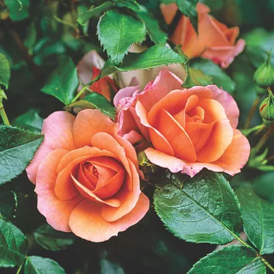 Уникальная картинка розы априкола в webp формате