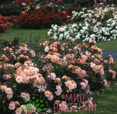 Фото розы априкола для любителей роз