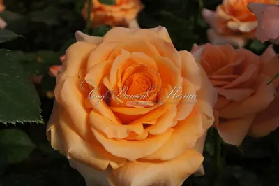 Фотография розы априкола для использования в дизайне