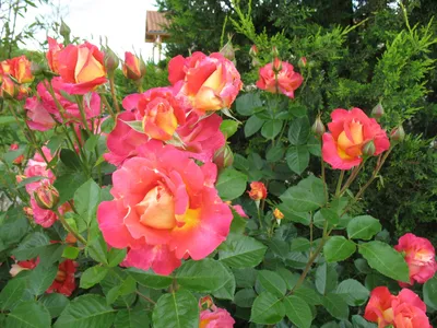 Удивительное изображение розы арлекин: скачайте фото в нужном формате