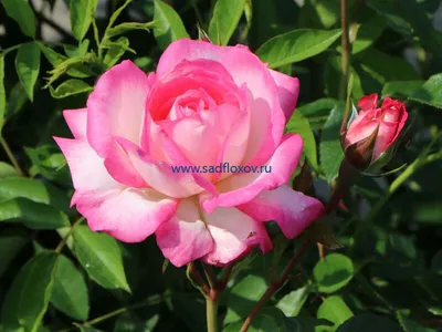 Прекрасная роза арлекин на фото: скачайте в формате, который вам нравится