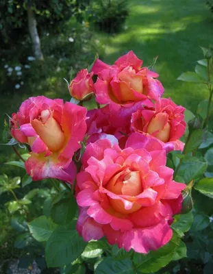 Фото розы арлекин, чтобы вдохновиться и насладиться ее красотой