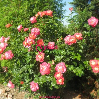 Изображение розы арлекин для ценителей красоты: выберите нужные параметры