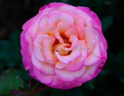 Фотография розы арлекин, чтобы украсить ваше пространство
