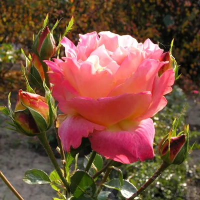 Удивительная фотка розы арлекин: размер и формат на ваш выбор