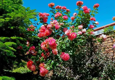 Идеальное изображение розы арлекин: скачайте в нужном формате