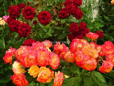 Замечательная роза арлекин в изображении: выберите размер и формат