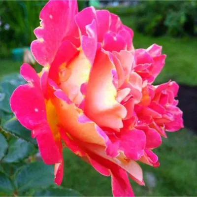 Великолепная картинка розы арлекин: выберите желаемый формат