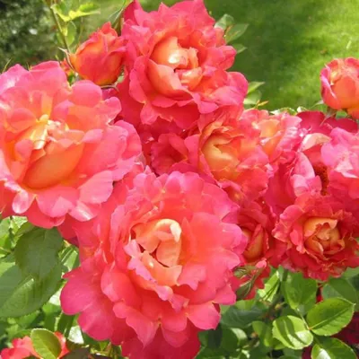 Необычное изображение розы арлекин: скачайте в предпочитаемом формате
