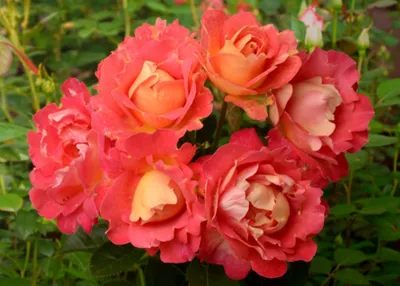 Загадочная красота розы арлекин на ваш выбор: jpg, png или webp