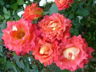 Фотография розы арлекин для вдохновения и наслаждения