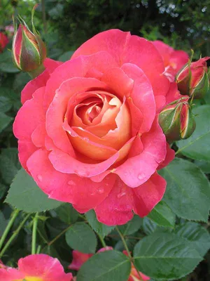 Фотка розы арлекин: выберите размер и формат для сохранения