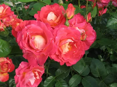 Потрясающая роза арлекин на фото: выбирайте формат и размер