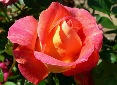 Фото розы арлекин, чтобы добавить красоты в вашу жизнь