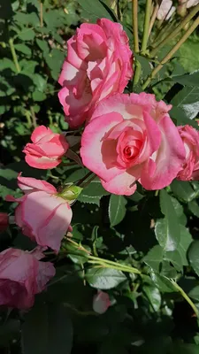 Прекрасная фотография розы арлекин: выберите нужный формат и размер