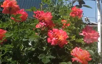 Фото розы арлекин с впечатляющими деталями: скачайте в нужном формате