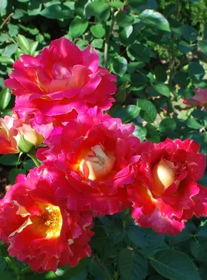 Уникальная фотка розы арлекин: выберите желаемый размер и формат