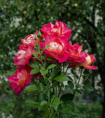 Удивительная фотография розы арлекин: скачайте в желаемом формате