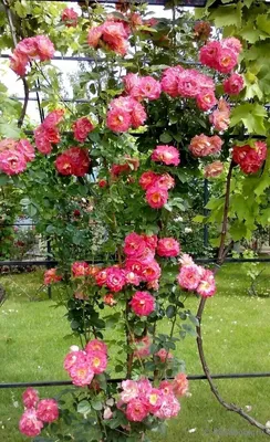 Великолепное фото розы арлекин: выбирайте размер и формат скачивания