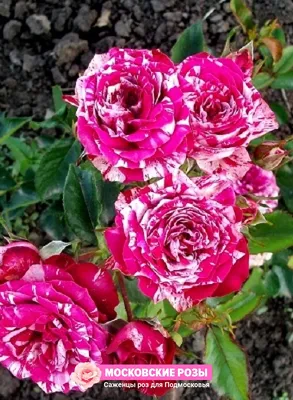 Прекрасные розы Arrow Foil для вашего вдохновения