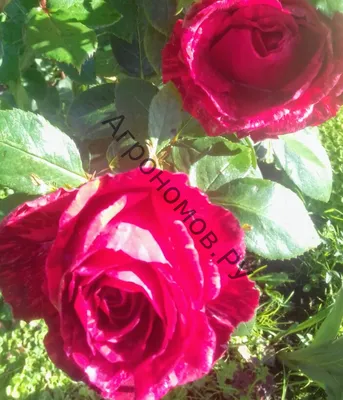Фотография розы Arrow Foil в ярких цветах