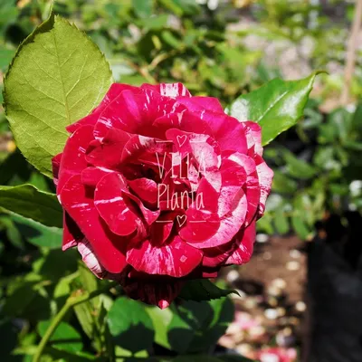 Уникальная красота розы Arrow Foil на вашем экране