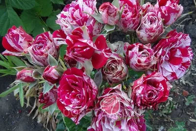 Arrow Foil: фотография прекрасной розы для вдохновения