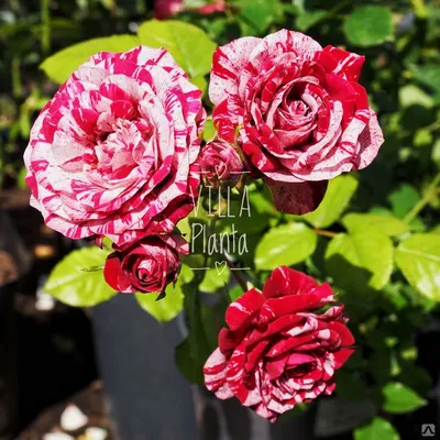 Arrow Foil: нежное изображение розы для ярких идей