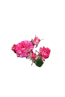 Изображение розы Arrow Foil в формате webp для веб-страницы