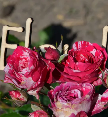 Arrow Foil: удивительное фото розы для вдохновения