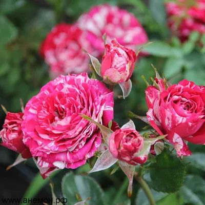 Загадочная красота розы Arrow Foil