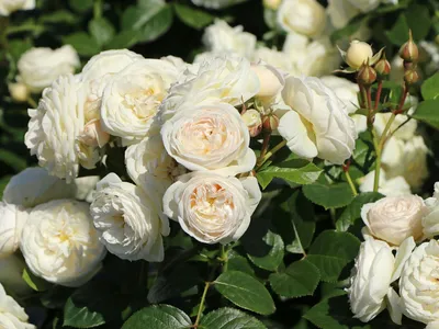 Роза артемис: изображение с прекрасной розой
