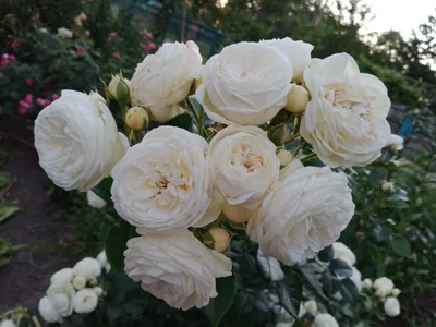 Роза артемис: изображение с нежной розой