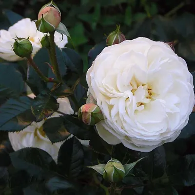 Роза артемис: красивое изображение с впечатляющим разрешением