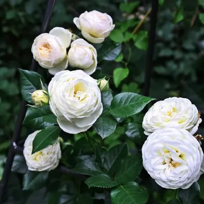 Роза артемис: фотография с захватывающими цветами